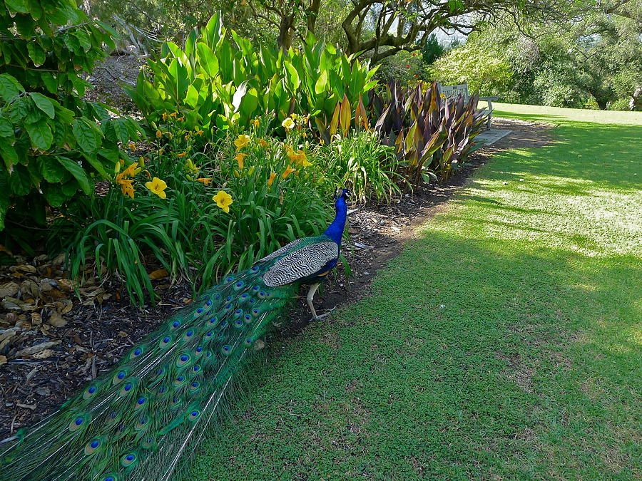 Peacock In The Garden Photograph by Denise Mazzocco