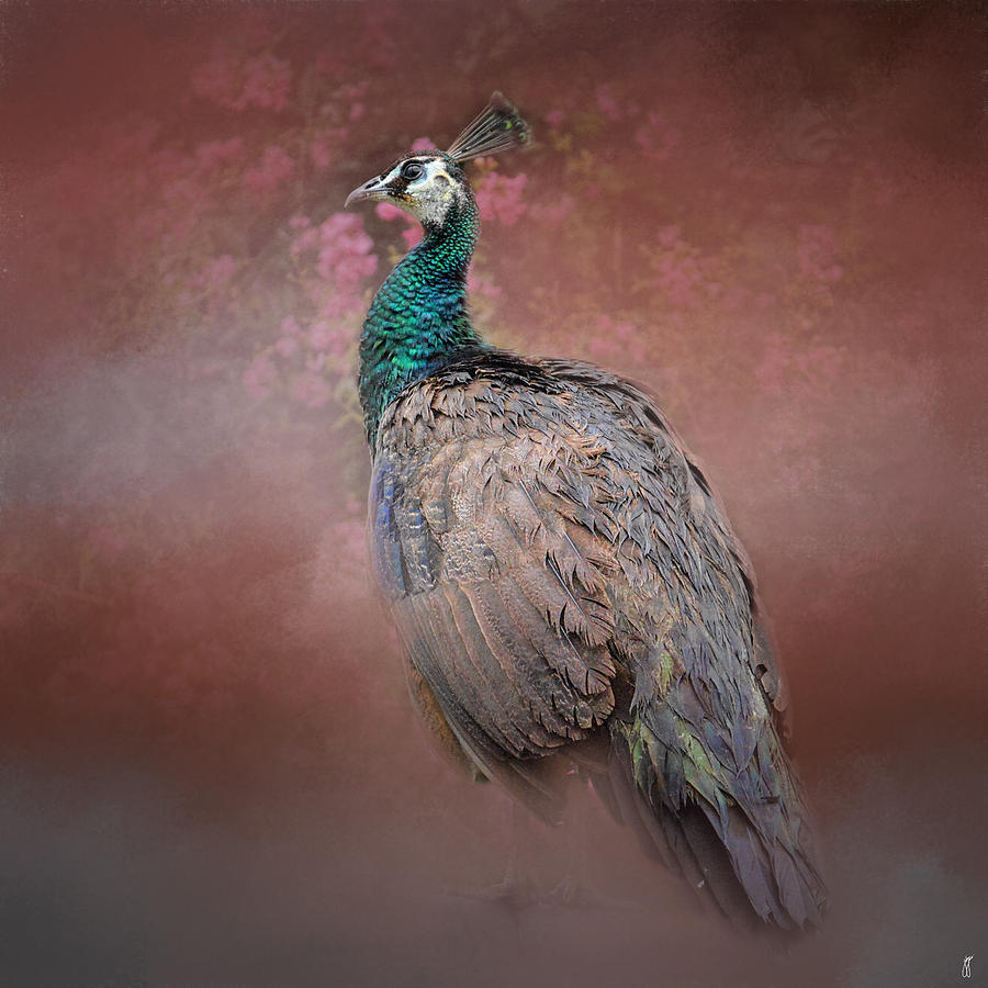 Peacock in the Rose Garden - Wildlife Photograph by Jai Johnson