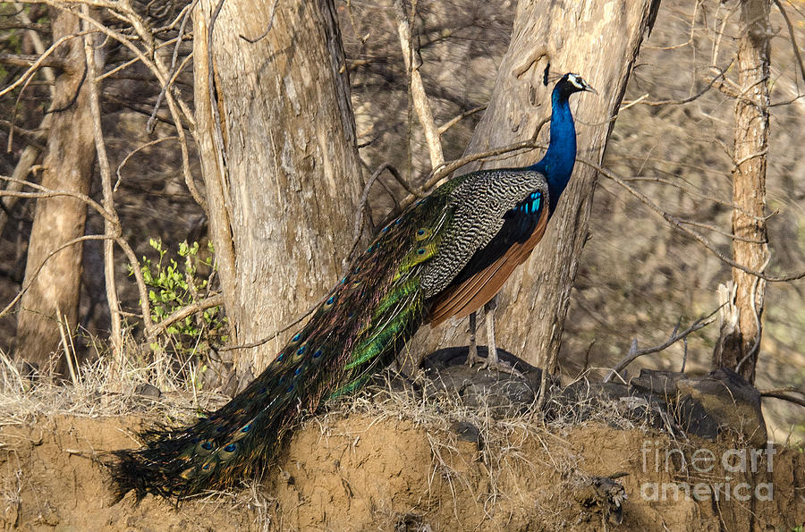 Peacock in the Wild Photograph by Pravine Chester