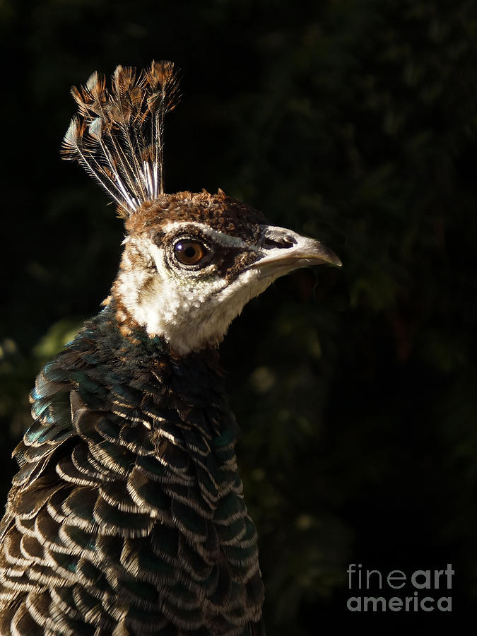 Peacock Photograph by Inge Riis McDonald