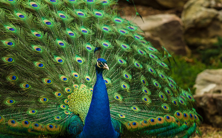 Peacock Photograph by James Barber