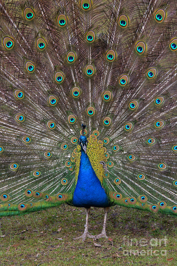Peacock Photograph by Jaroslaw Blaminsky