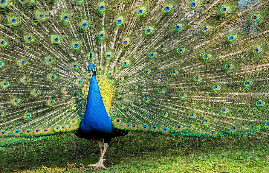 Peacock Photograph - Peacock by Jatin Thakkar