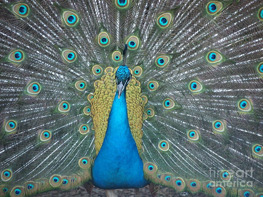 Peacock  Photograph by Jennifer Craft