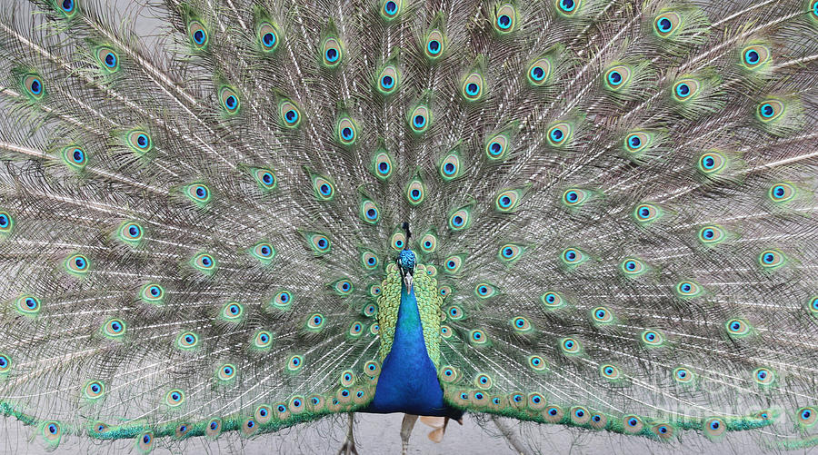 Peacock Photograph by John Telfer