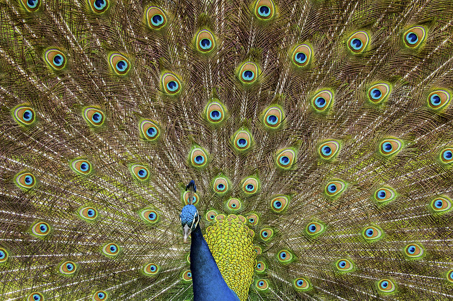 Peacock Photograph - Peacock by Joseph Rossbach