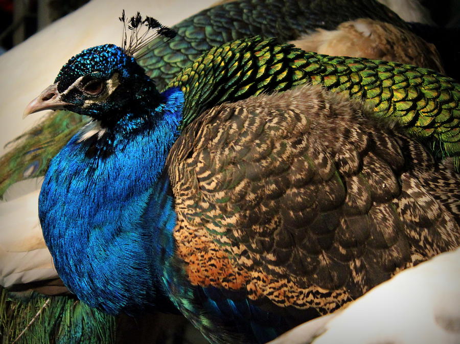 Peacock Photograph by Joseph Skompski