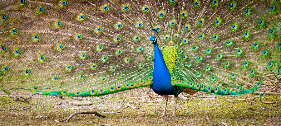 Peacock Photograph by Joye Ardyn Durham