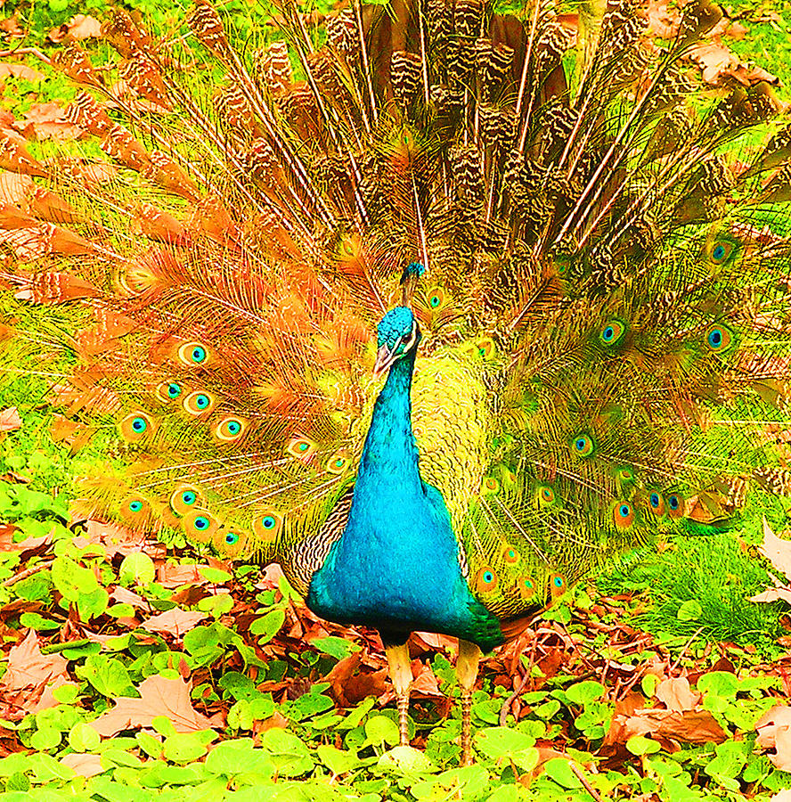 Peacock Junior Displaying Photograph by Margaret Saheed