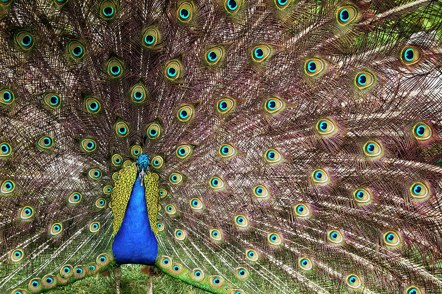 Peacock Photograph by Kevin Sherman