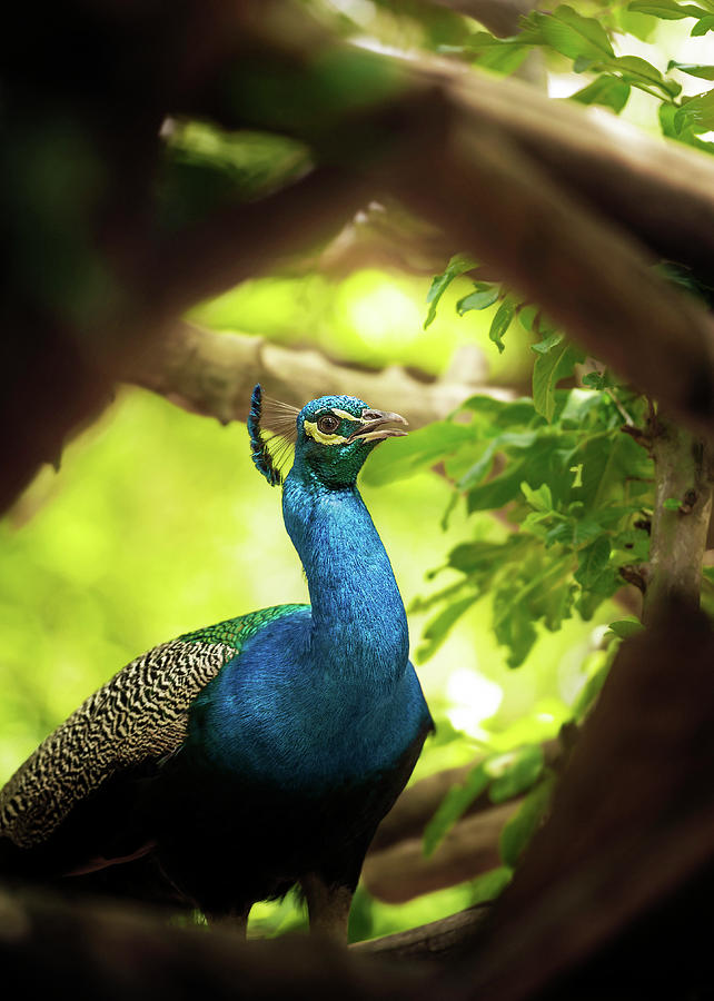 Peacock Photograph By Ktsdesign Science Photo Library 