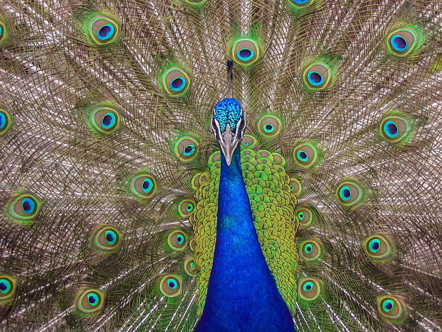 Peacock Photograph by Leigh Anne Meeks