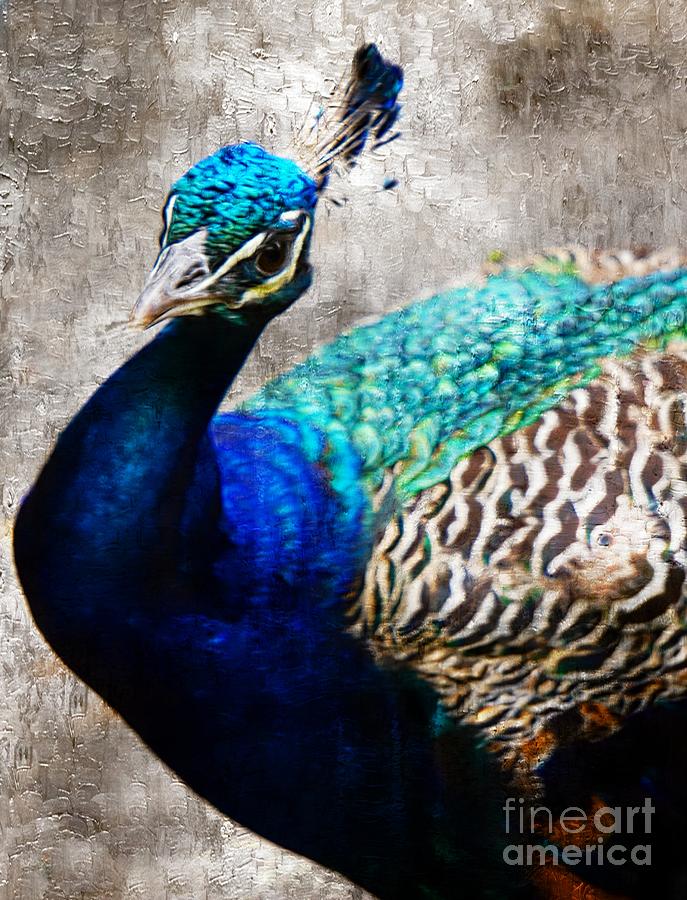 Peacock Photograph by Lilliana Mendez
