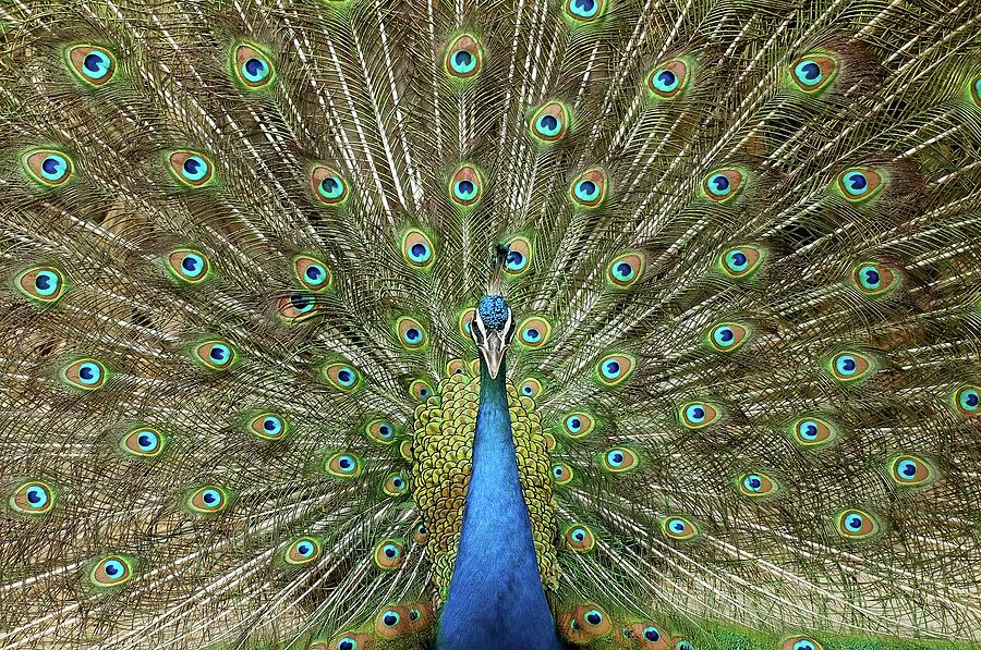 Peacock Photograph by Lin Yu Wei