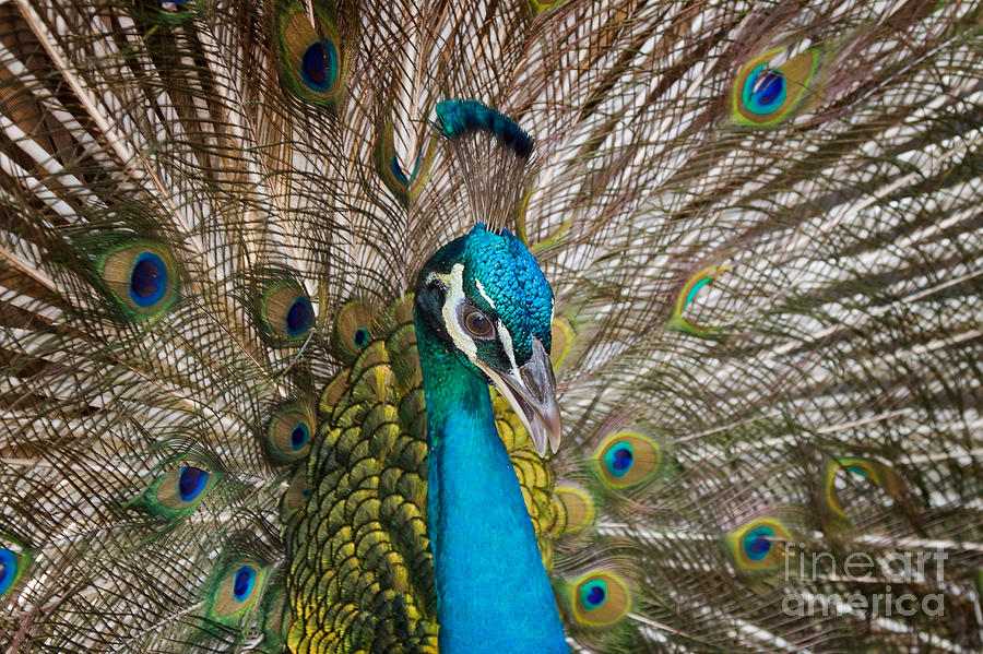 Peacock Photograph - Peacock by Louise Heusinkveld