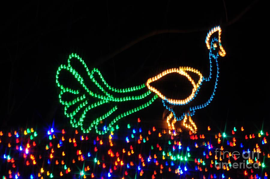 Light Photograph - Peacock by M J