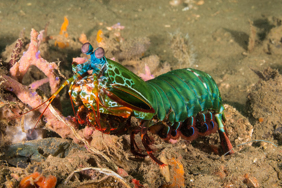Peacock Mantis Shrimp Photograph by Andrew J. Martinez