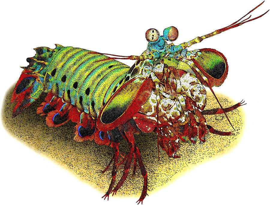 Wildlife Photograph - Peacock Mantis Shrimp, Illustration by Roger Hall