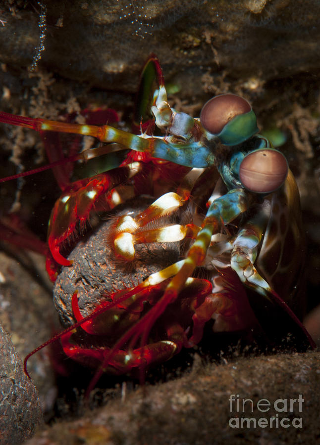 Peacock Mantis Shrimp Moving A Rock Photograph