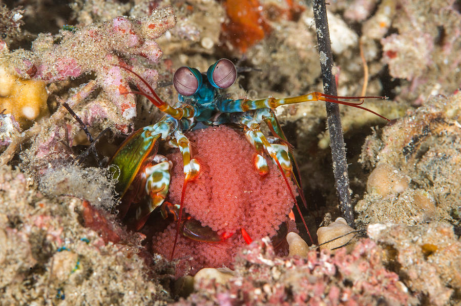 Peacock Mantis Shrimp With Eggs Photograph by Andrew J. Martinez
