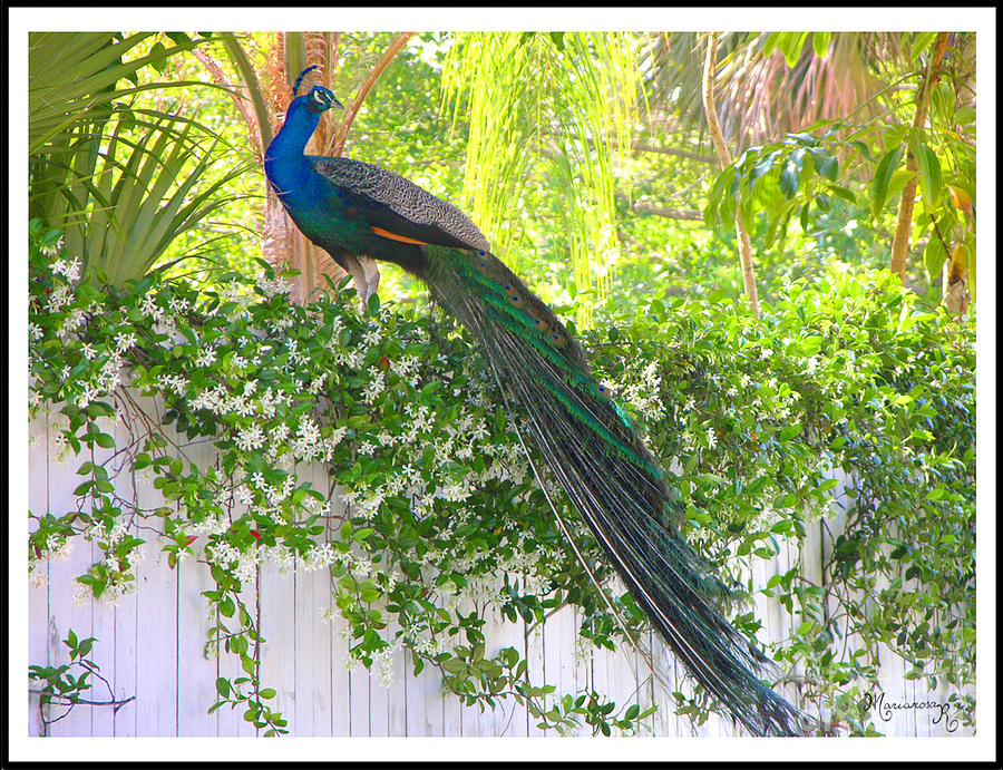 Peacock Photograph by Mariarosa Rockefeller