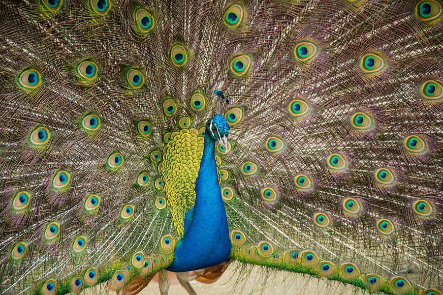 Peacock Photograph by Martina Fagan