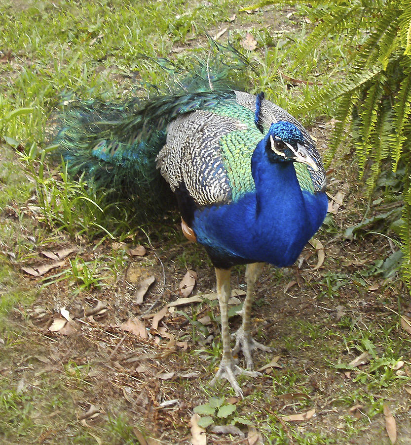 Peacock Photograph By Mary Sablovs - Fine Art America