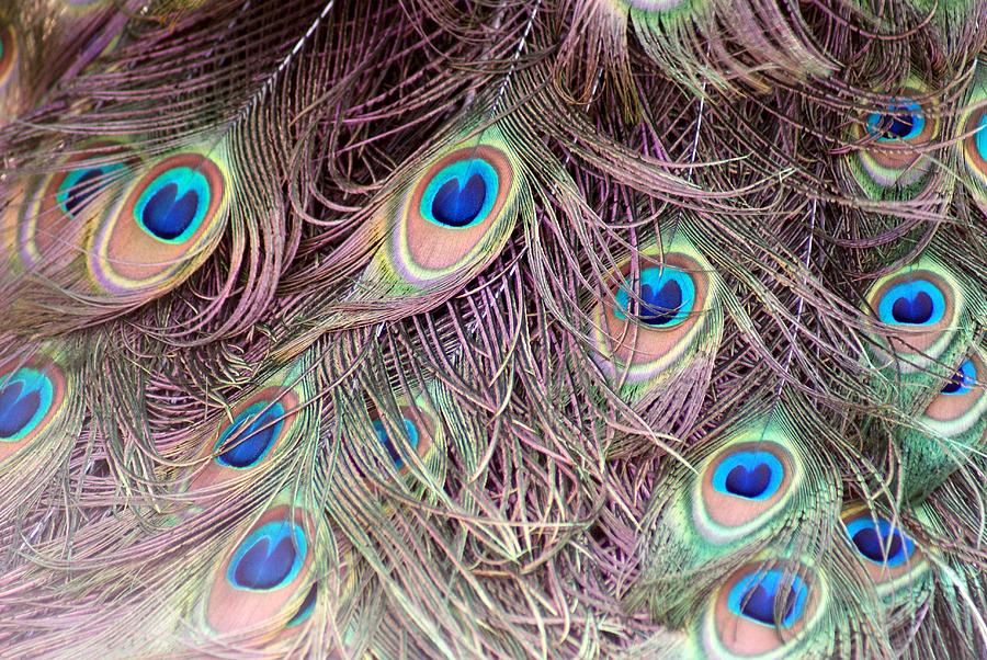 Peacock Photograph - Peacock by Michael Davis