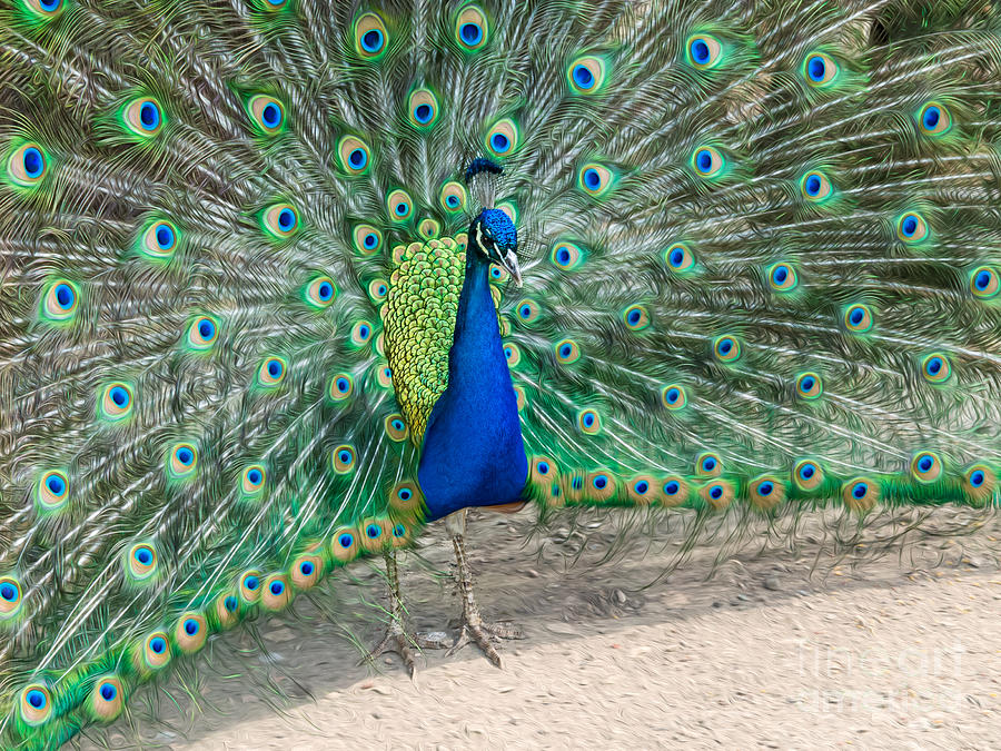 Peacock Photograph by Mimi Ditchie