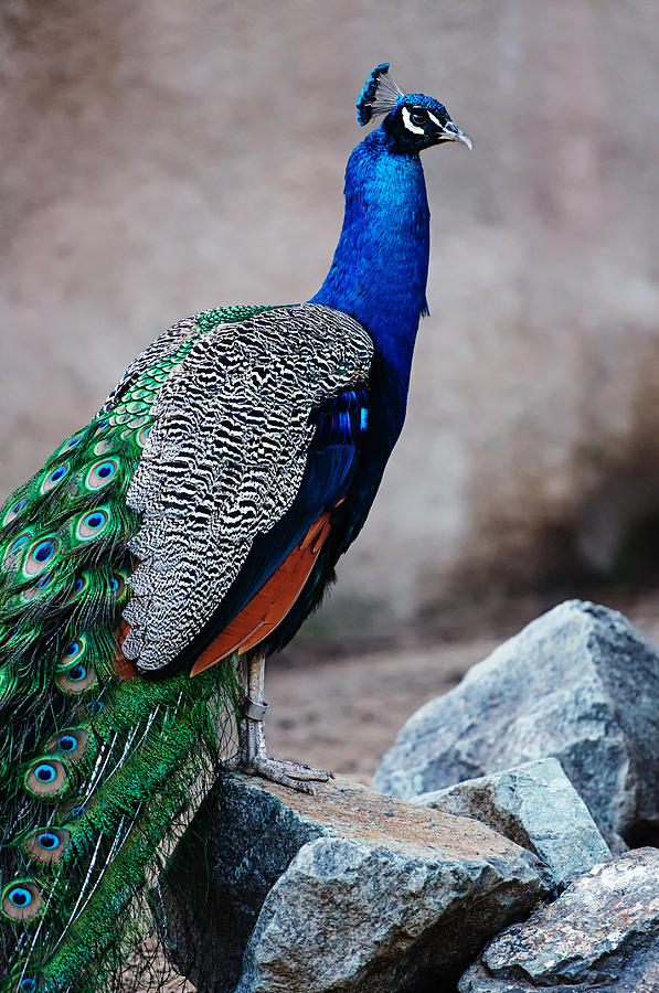 Peacock - National Bird of India Photograph by Photography  By Sai