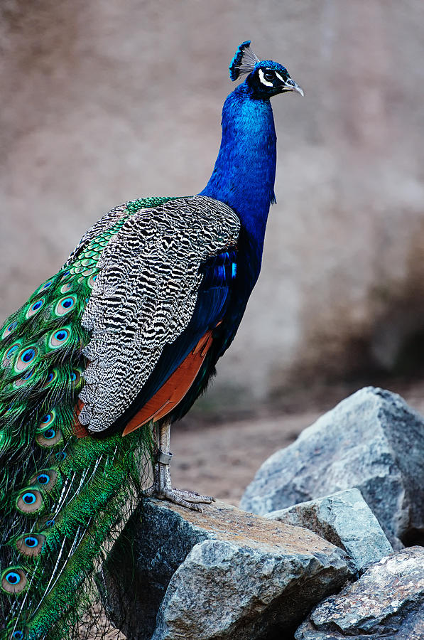 Peacock - National Bird of India Photograph by Photography By Sai