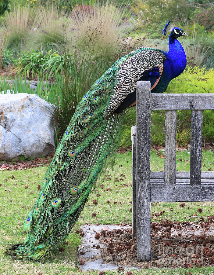 Peacock Photograph by Nicholas Burningham