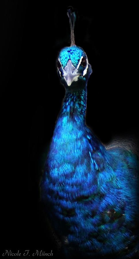 Peacock Photograph by Nicole Miinch - Fine Art America