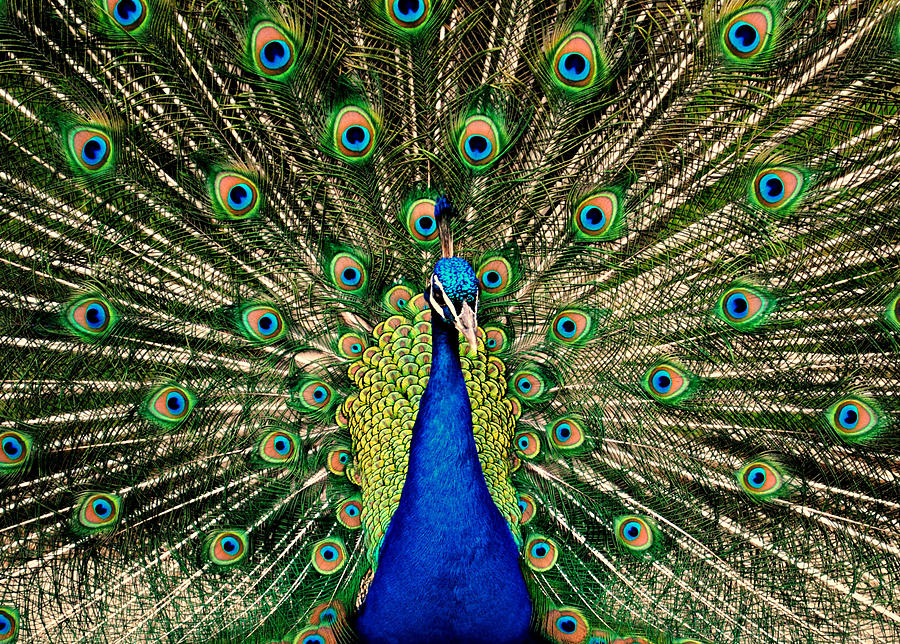 Peacock Photograph by Nikki Bajda - Fine Art America