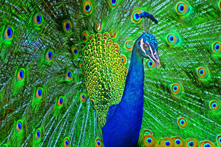 Bird Photograph - Peacock by Nikolyn McDonald