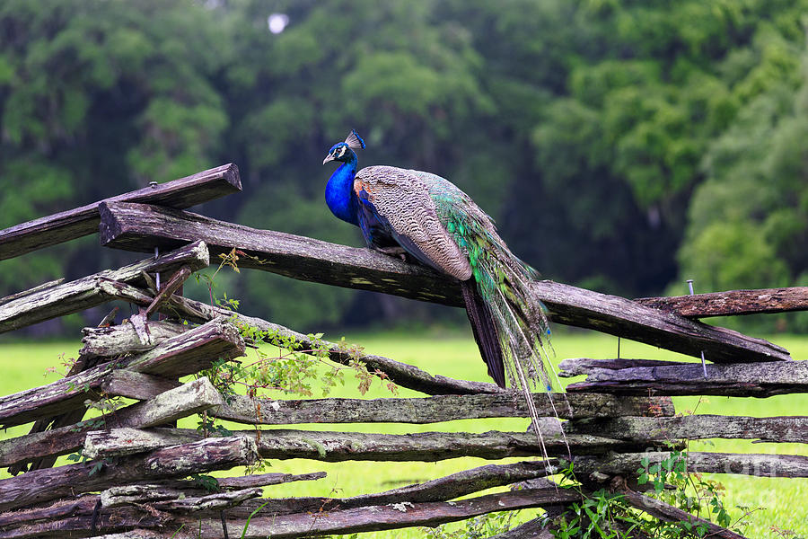 Peacock on a Fence Photograph by George Oze