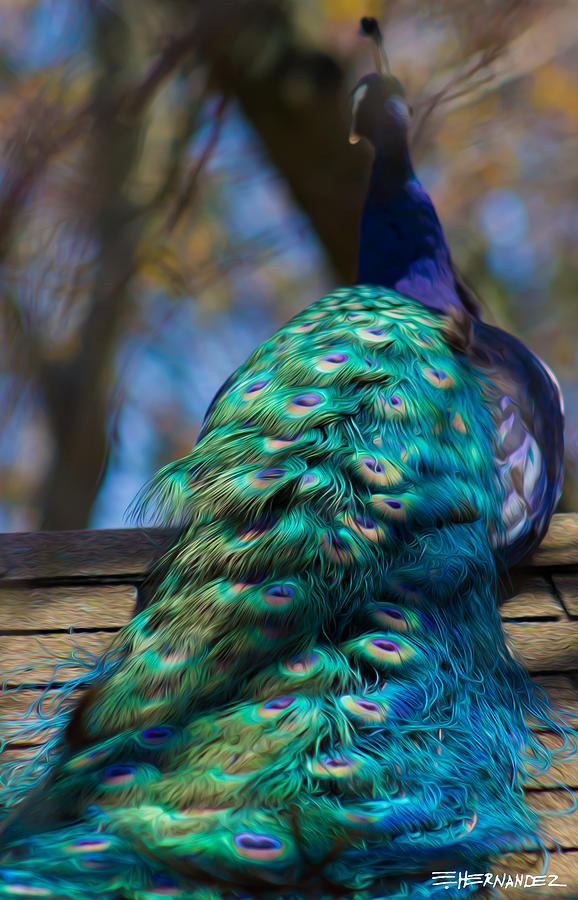 Peacock On A Roof Digital Art