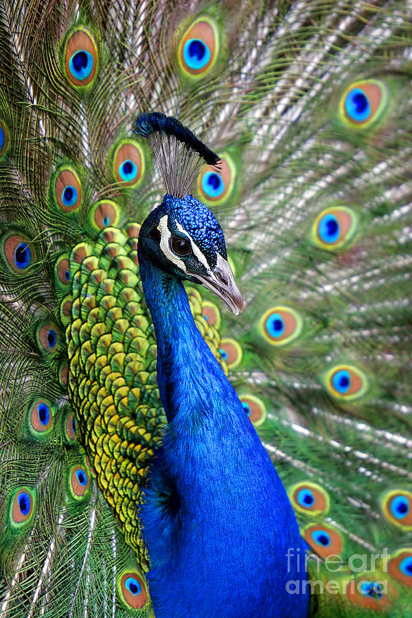 Peacock on Display Photograph by Lincoln Rogers