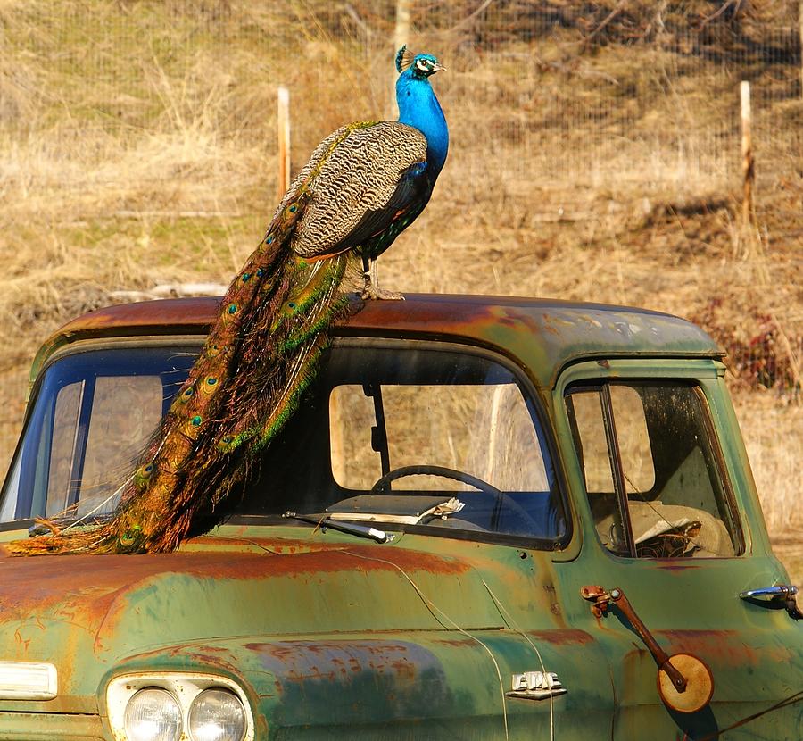 Peacock on Old GMC Truck 3 Photograph by Loni Collins