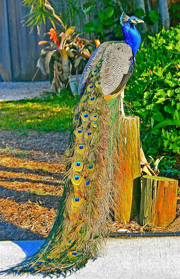 Peacock on the Stump Photograph by Joan McArthur