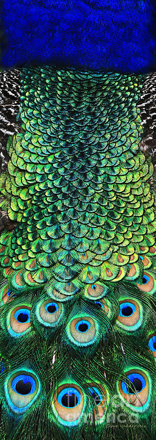 Peacock Pano Photograph by Clare VanderVeen