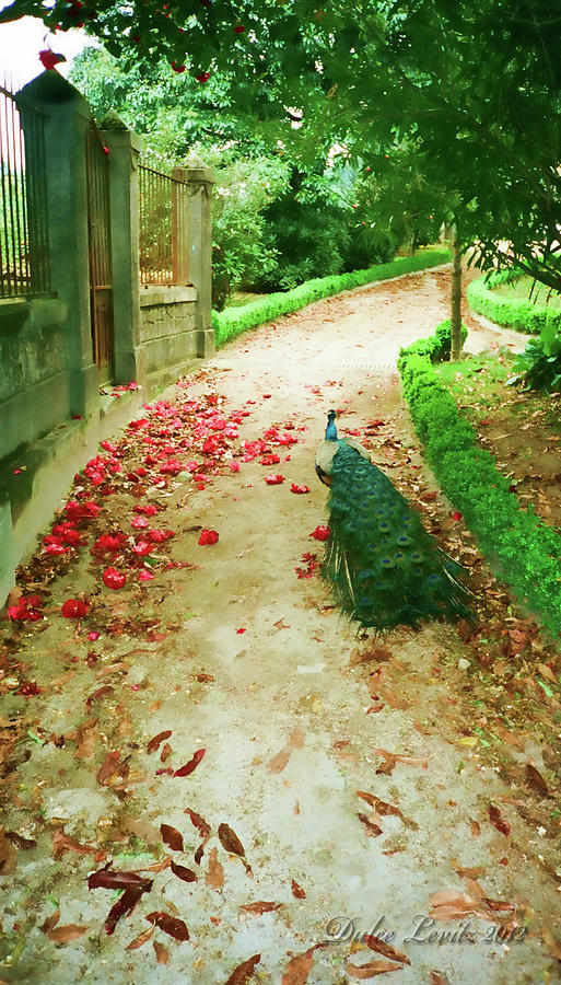 Bird Photograph - Peacock Path by Dulce Levitz