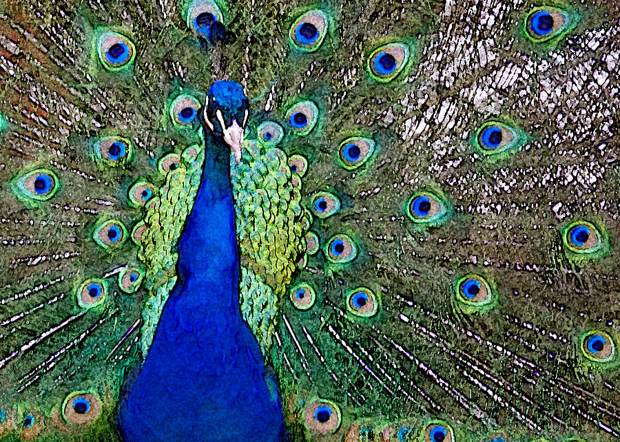 Peacock Photograph by Patricia Bolgosano