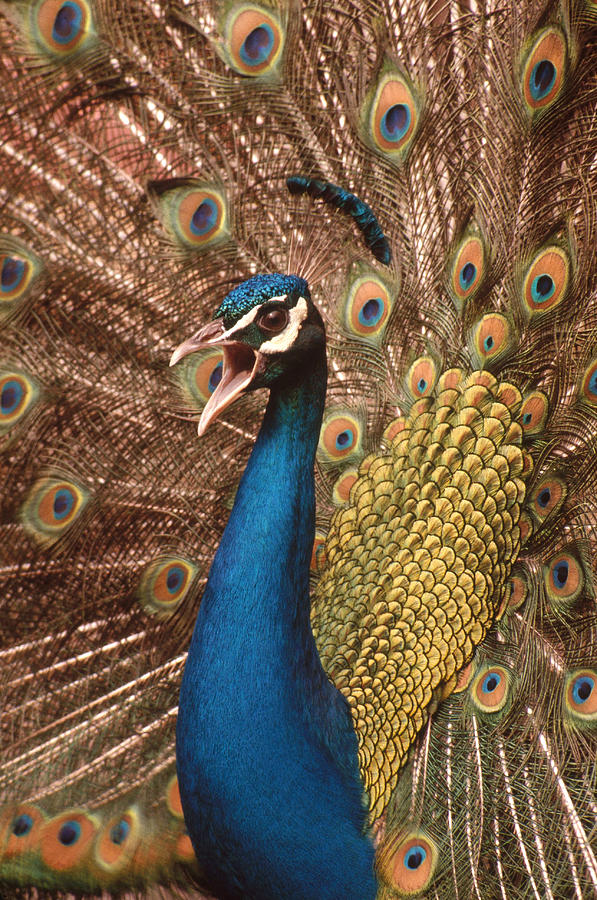 Peacock Pavo Cristatus Displaying Photograph by R. Van Nostrand