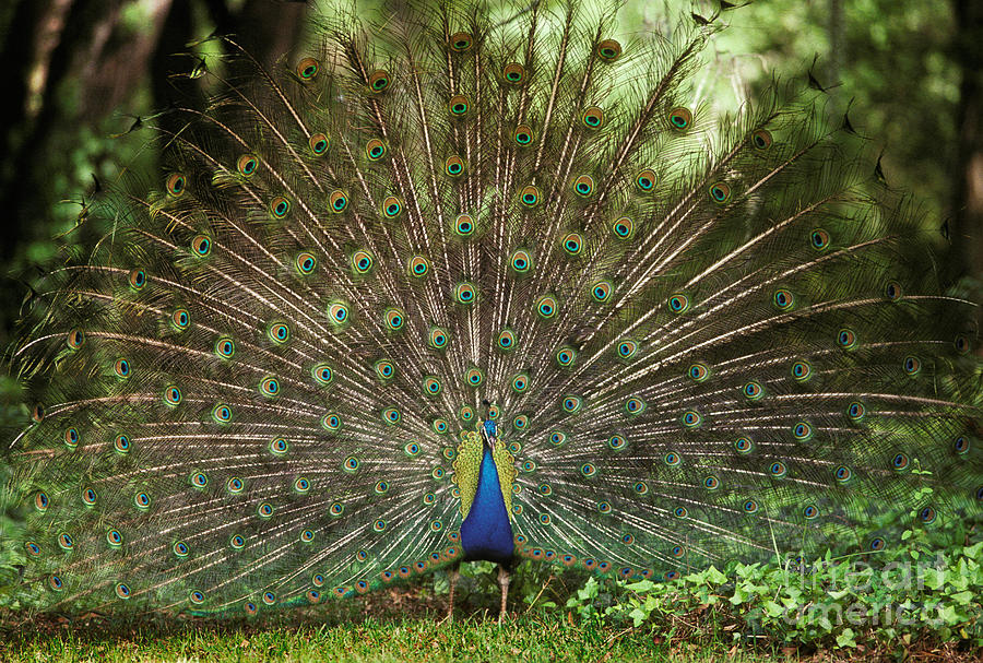 Peacock Pavo Cristatus Displaying Photograph by Ron Sanford