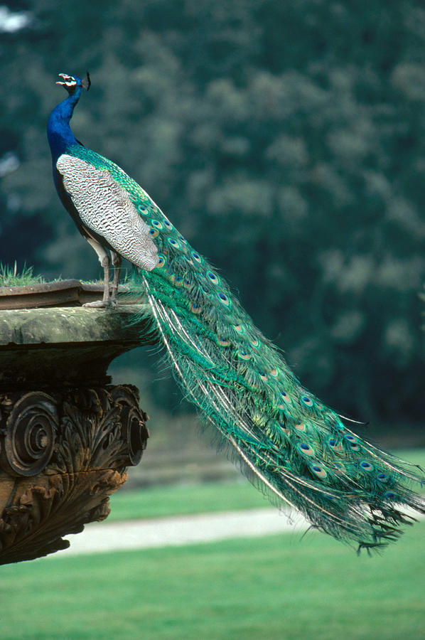 Peacock Pavo Cristatus Perched, Calling Photograph by Phillip Hayson -  Pixels