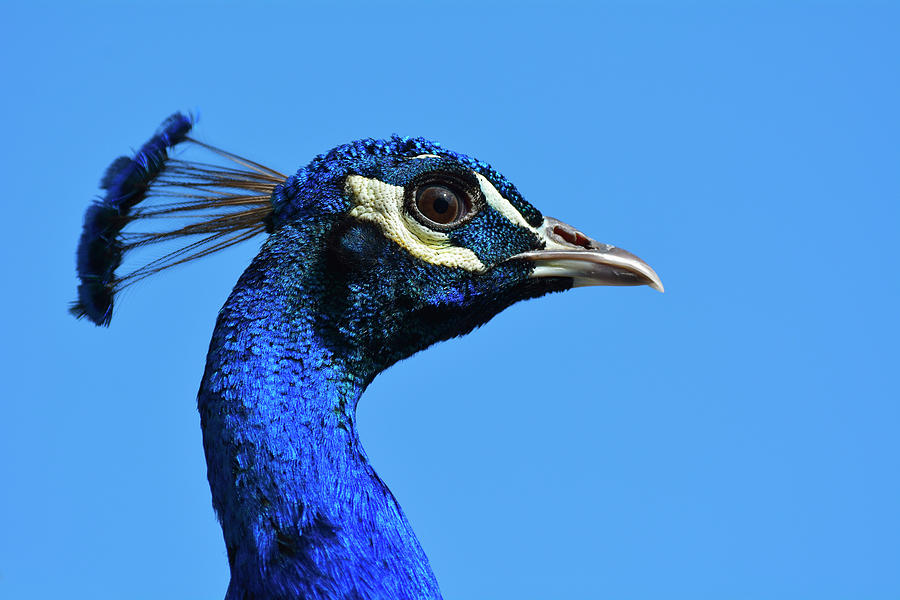 Peacock, Pavo Muticus Photograph by Raimund Linke