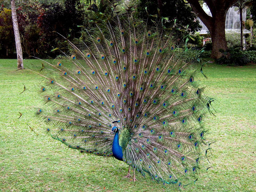 Peacock Photograph by Phillip Garcia