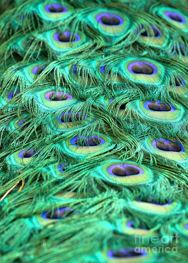 Peacock Plumage Abstract Photograph by Adam Jewell