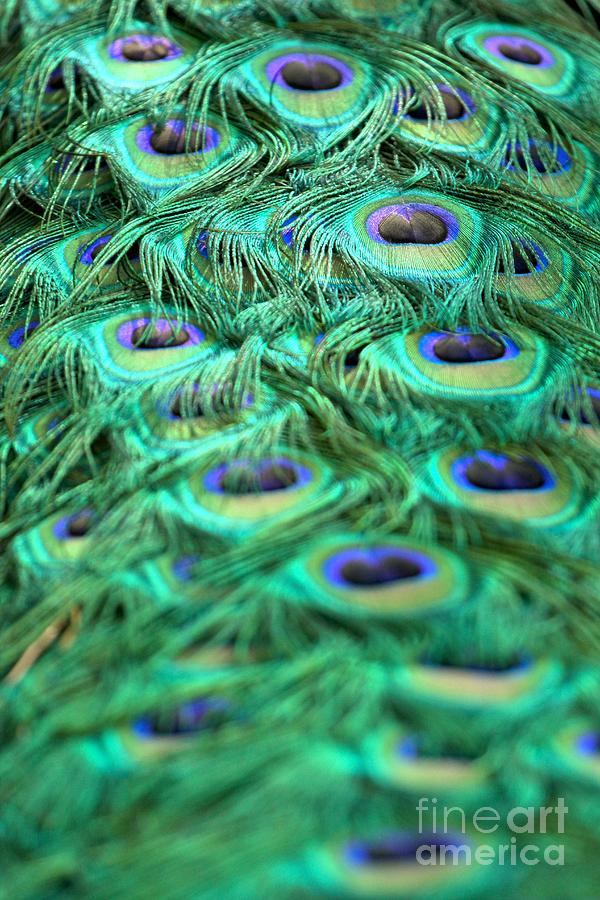 Peacock Plumage Photograph by Adam Jewell